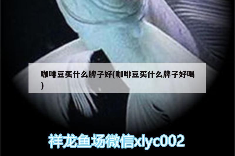 咖啡豆買什么牌子好(咖啡豆買什么牌子好喝)
