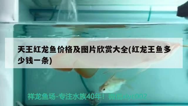 詳細(xì)閱讀:天王紅龍魚價(jià)格及圖片欣賞大全(紅龍王魚多少錢一條) 天王紅龍魚價(jià)格及圖片欣賞大全(紅龍王魚多少錢一條)