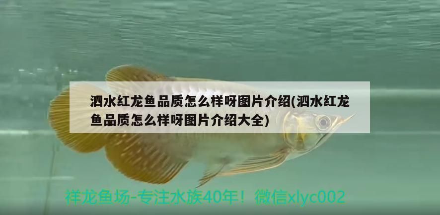 泗水紅龍魚品質(zhì)怎么樣呀圖片介紹(泗水紅龍魚品質(zhì)怎么樣呀圖片介紹大全)