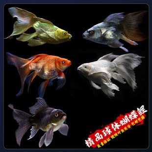 蝴蝶鯉球體價格表（2019蝴蝶鯉球體價格參考表）