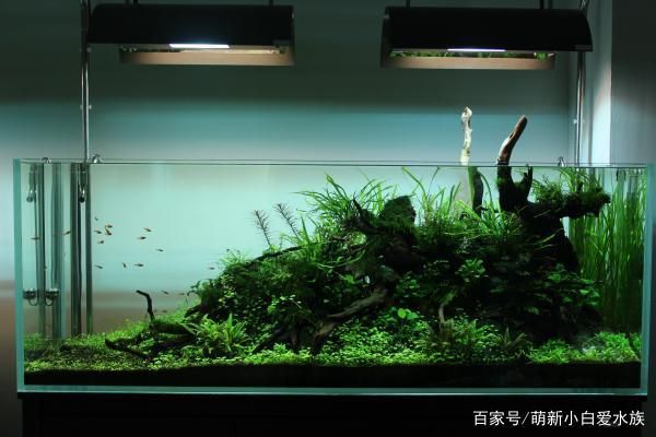 紅龍魚有幾個品種的圖片大全(紅龍魚有多少個品種)