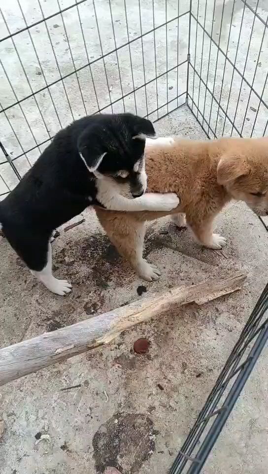 旺財來福