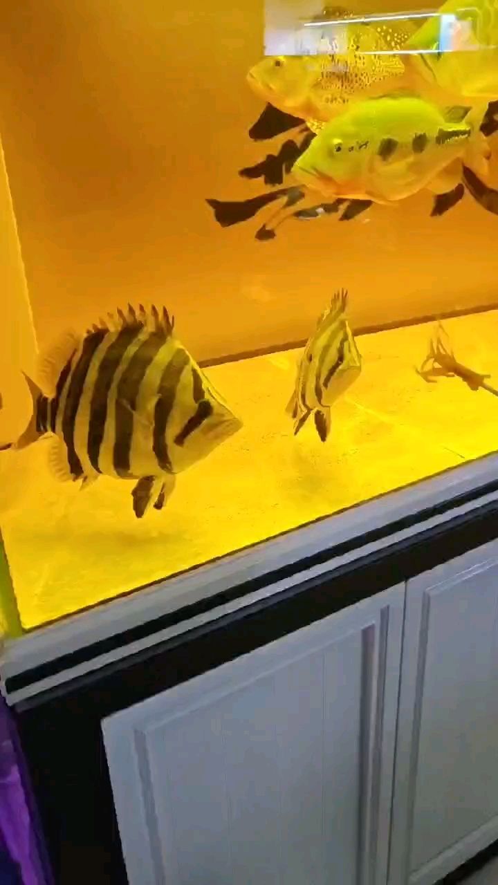 這個虎魚白缸更漂亮