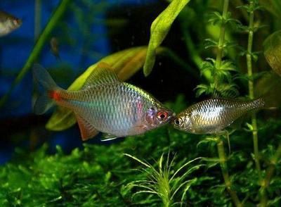 觀賞魚鳑鲏類似的魚（原生與外來觀賞魚的區別）