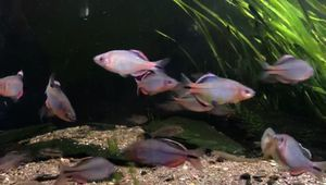 觀賞魚鳑鲏類似的魚（原生與外來觀賞魚的區別）