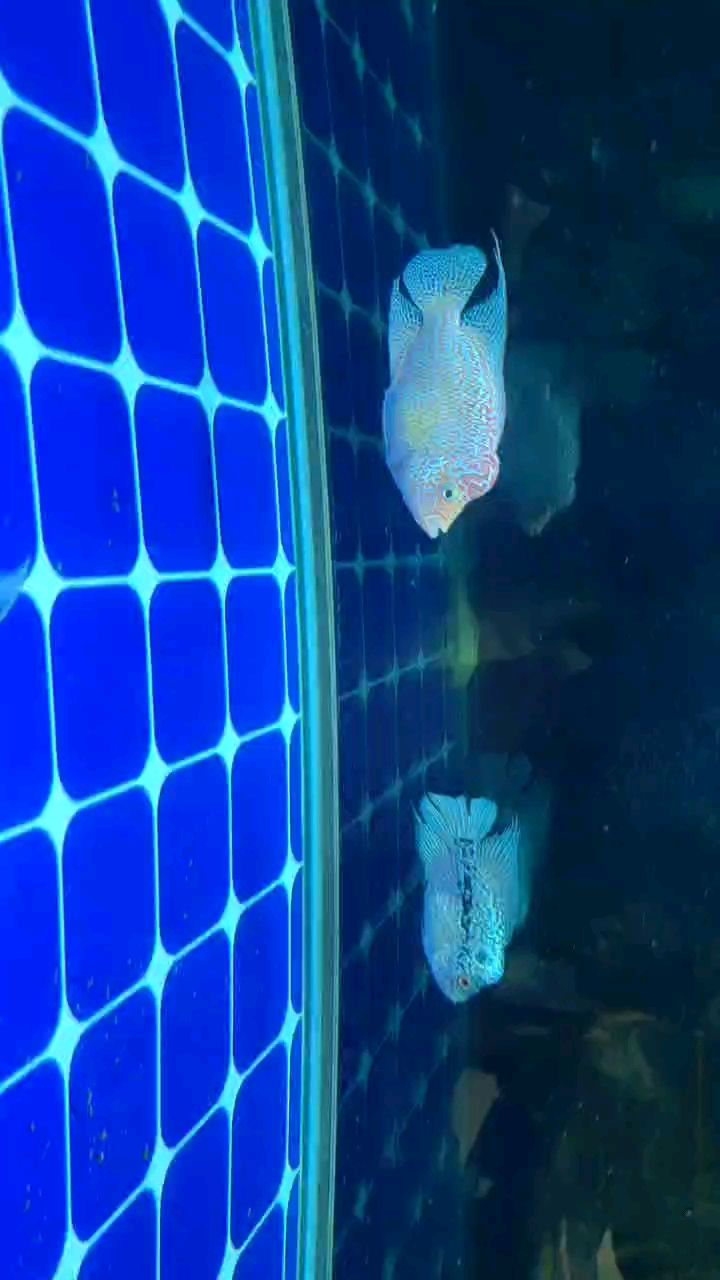 羅漢混養