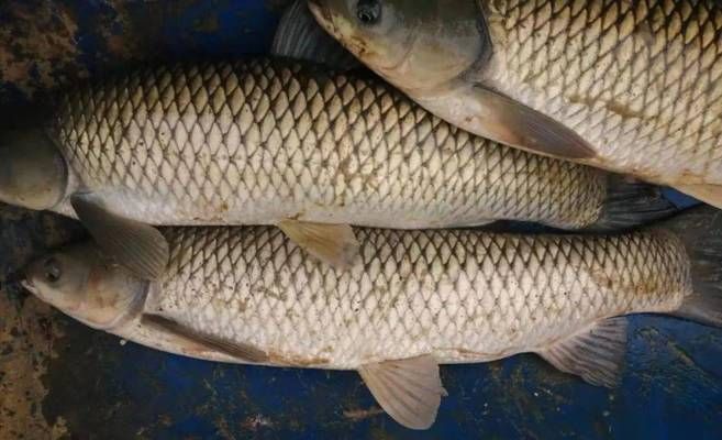 金龍魚會變顏色嗎圖片（如何通過飲食管理來控制金龍魚的顏色變化？）
