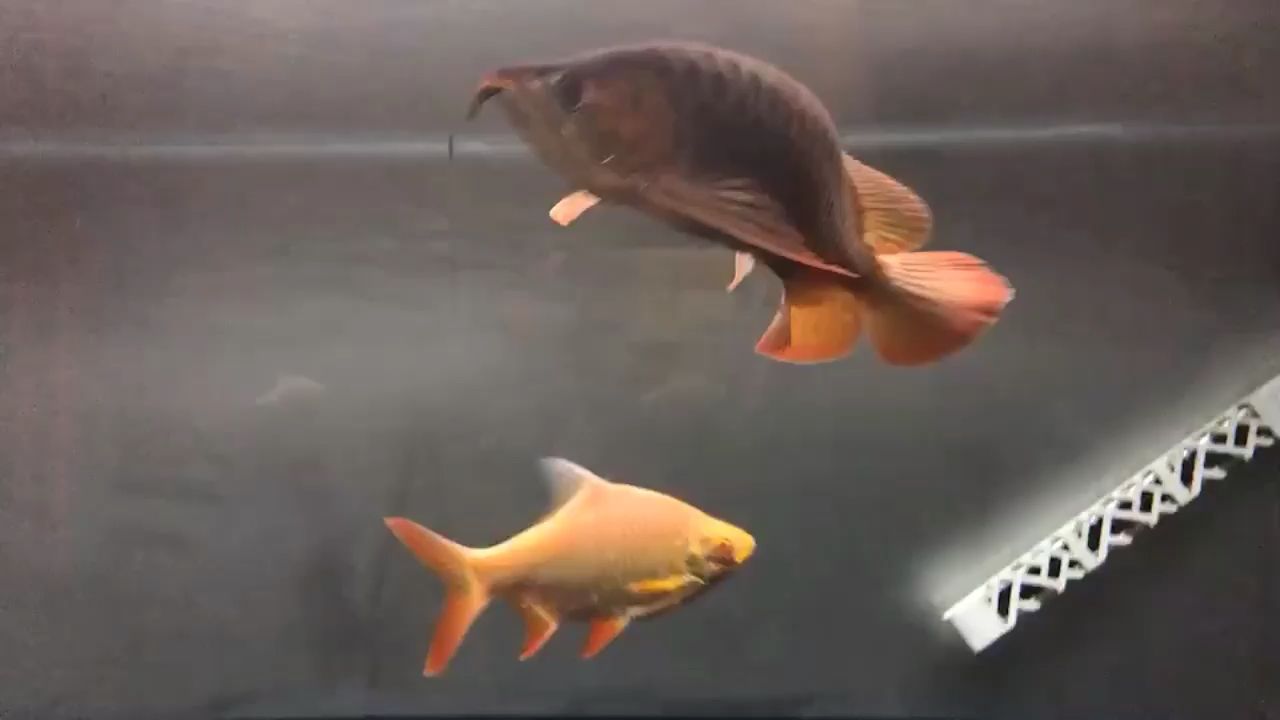魚缸過濾器選購指南:自制魚缸過濾器魚缸上置過濾器對于養(yǎng)魚愛好者的必備知識 廣州水族館泗水超血王 泗水龍魚 廣州水族館泗水超血王 廣州水族館泗水超血王 泗水龍魚