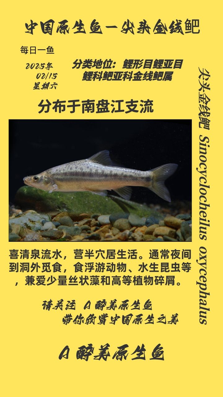 尖頭金線鲃