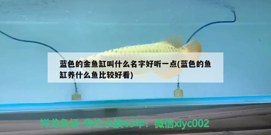 藍色的金魚缸叫什么名字好聽一點(藍色的魚缸養什么魚比較好看)
