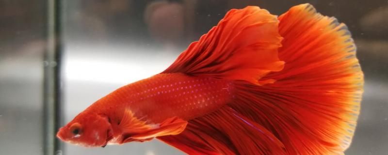 斗魚要加熱棒嗎喜歡什么樣的水環境