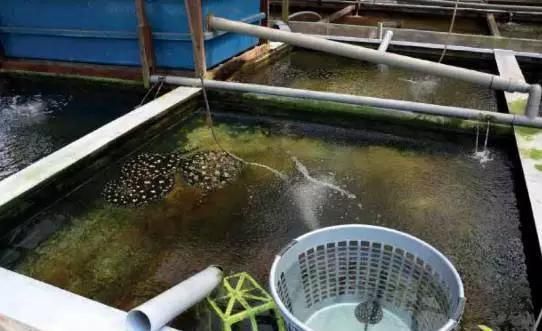 魟魚可以直接換自來水嗎為什么會死：魟魚可以直接換自來水嗎