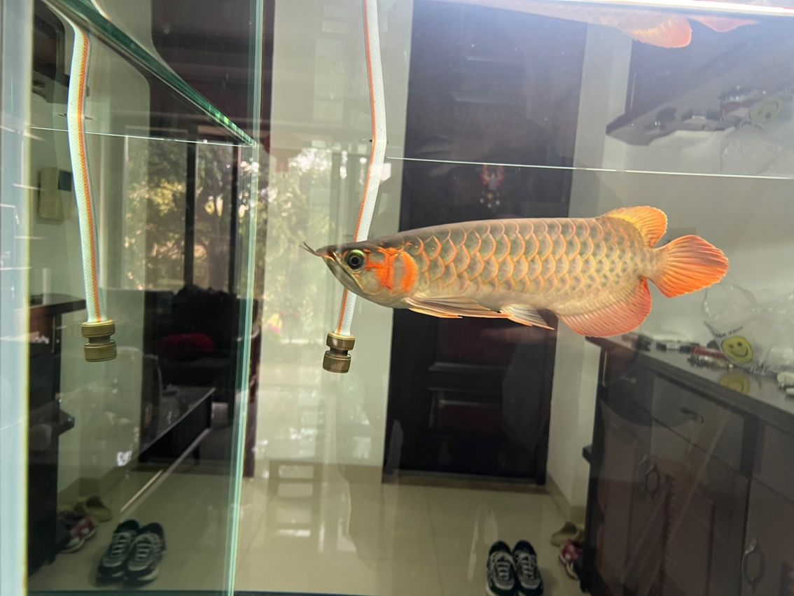 開始換水