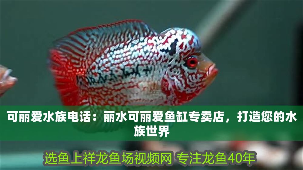 可麗愛水族電話:麗水可麗愛魚缸專賣店,打造您的水族世界 iwish愛唯希品牌魚缸 第1張 可麗愛水族電話:麗水可麗愛魚缸專賣店,打造您的水族世界 可麗愛水族電話:麗水可麗愛魚缸專賣店,打造您的水族世界 iwish愛唯希品牌魚缸 第1張