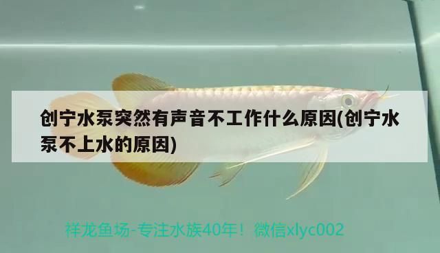 創寧水泵突然有聲音不工作什么原因(創寧水泵不上水的原因)