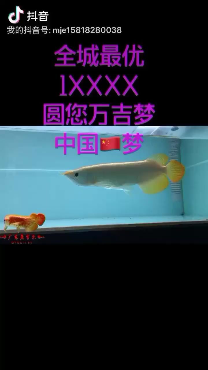 楊凌水族館萬吉萬事大吉廣東孟吉爾