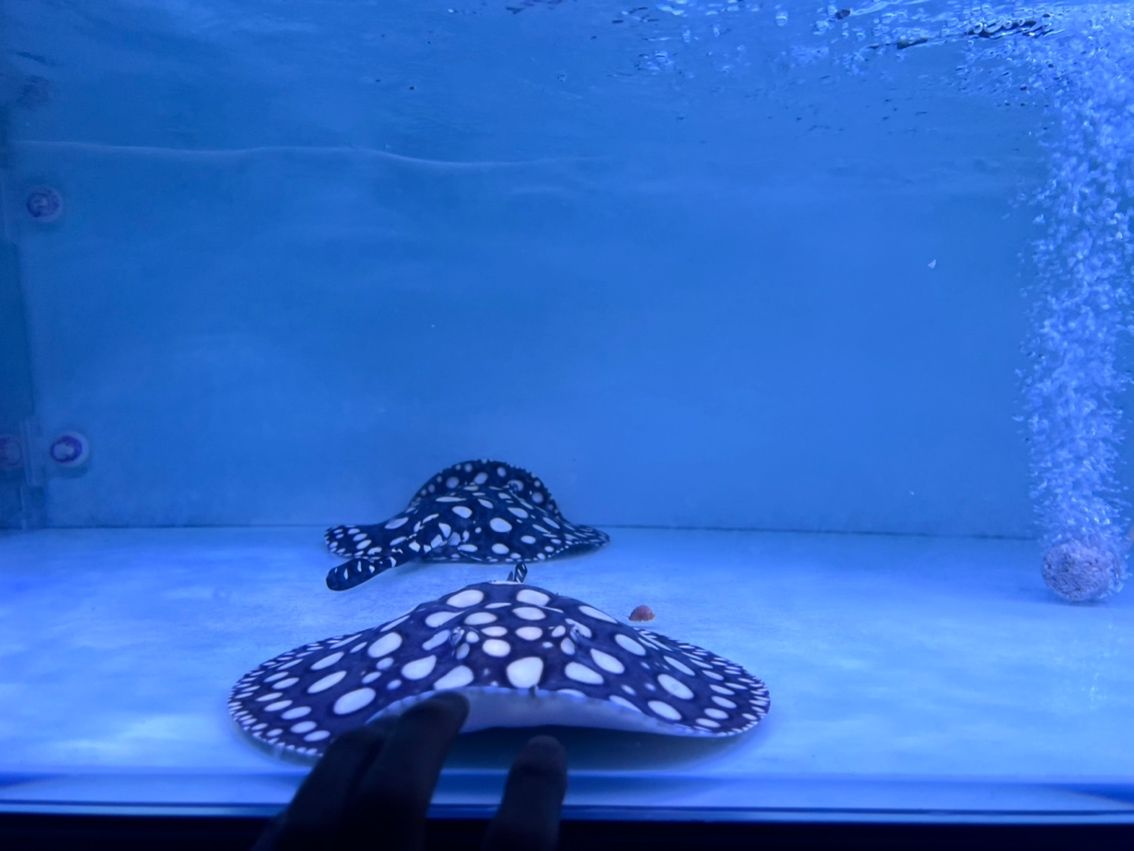 母 龍魚論壇 第1張 母 母 龍魚論壇 第1張