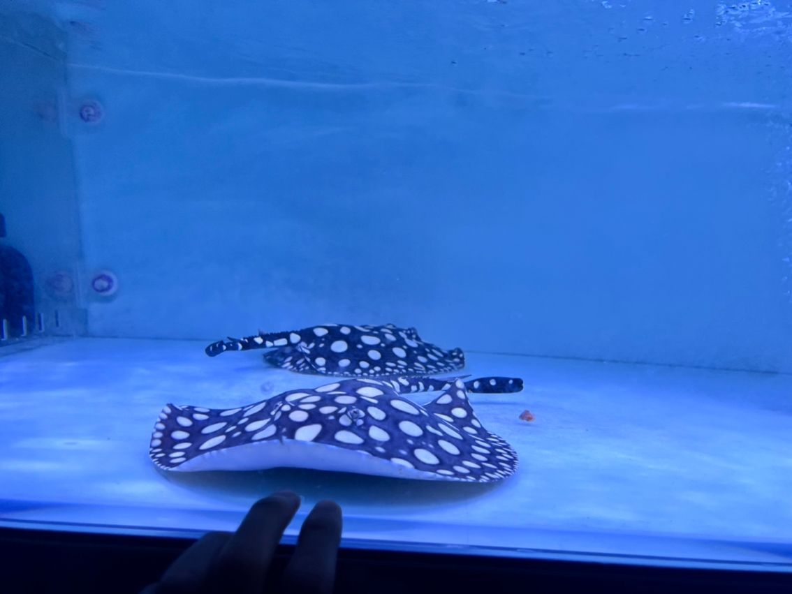 母 龍魚論壇 第2張 母 母 龍魚論壇 第2張