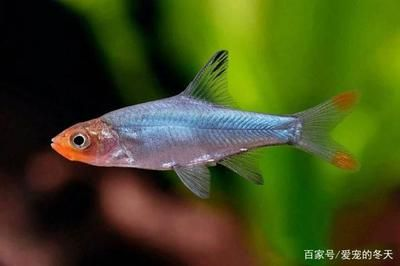 白色的觀賞魚是什么魚種類（白色的觀賞魚有哪些種類？）
