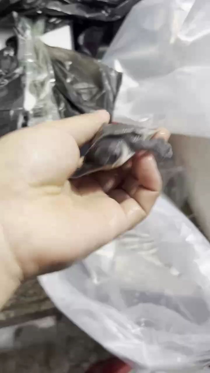 豬鼻龜