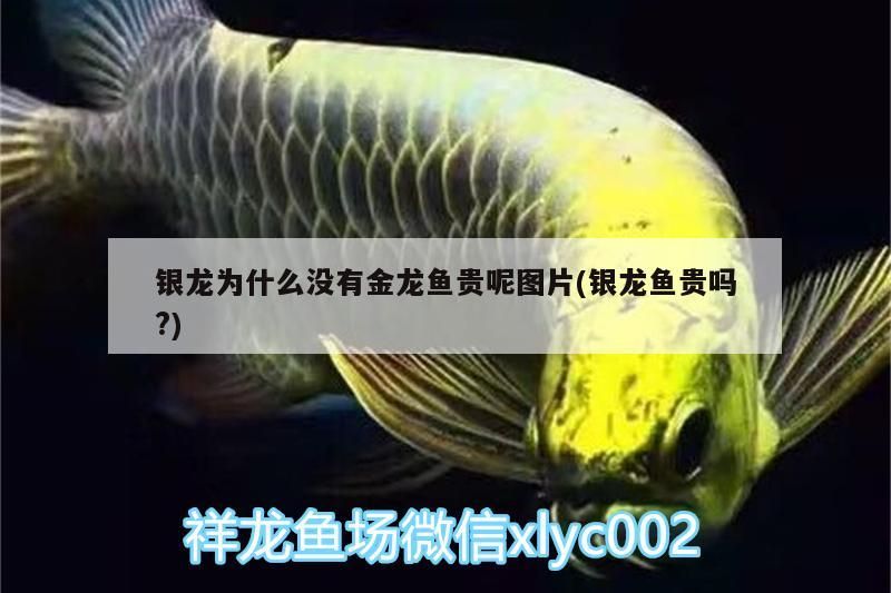 銀龍為什么沒有金龍魚貴呢圖片(銀龍魚貴嗎?)