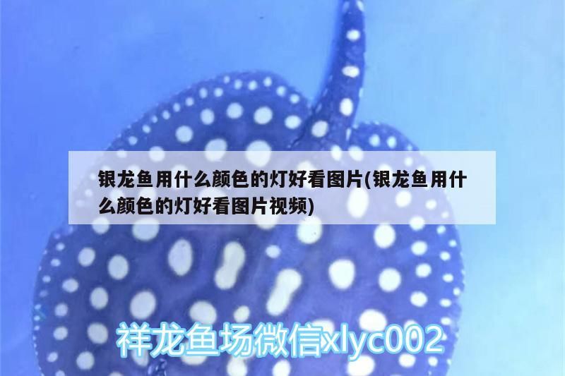 銀龍魚用什么顏色的燈好看圖片(銀龍魚用什么顏色的燈好看圖片視頻)