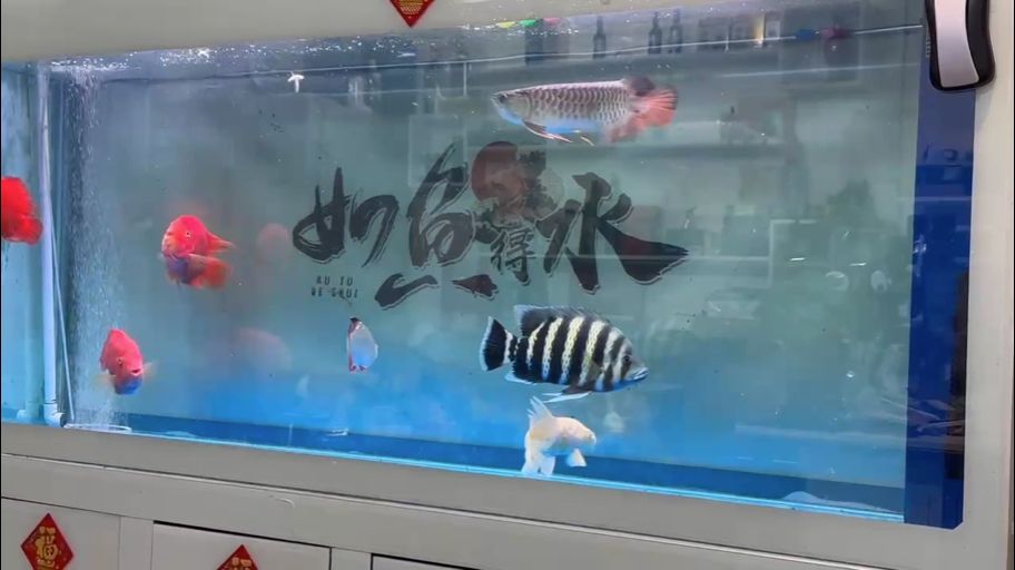 沒有情人、只有魚