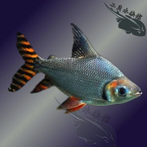 觀賞魚貴嗎？（觀賞魚的價格與飼養技巧） 觀賞魚貴嗎？（觀賞魚的價格與飼養技巧） 天王紅龍 第4張