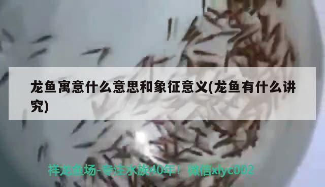 龍魚掛件有什么寓意vs祥龍魚場：祥龍魚場龍魚掛件在中國傳統(tǒng)文化中具有豐富的寓意和象征意義 龍魚掛件有什么寓意vs祥龍魚場：祥龍魚場龍魚掛件在中國傳統(tǒng)文化中具有豐富的寓意和象征意義 vs祥龍魚場 第3張