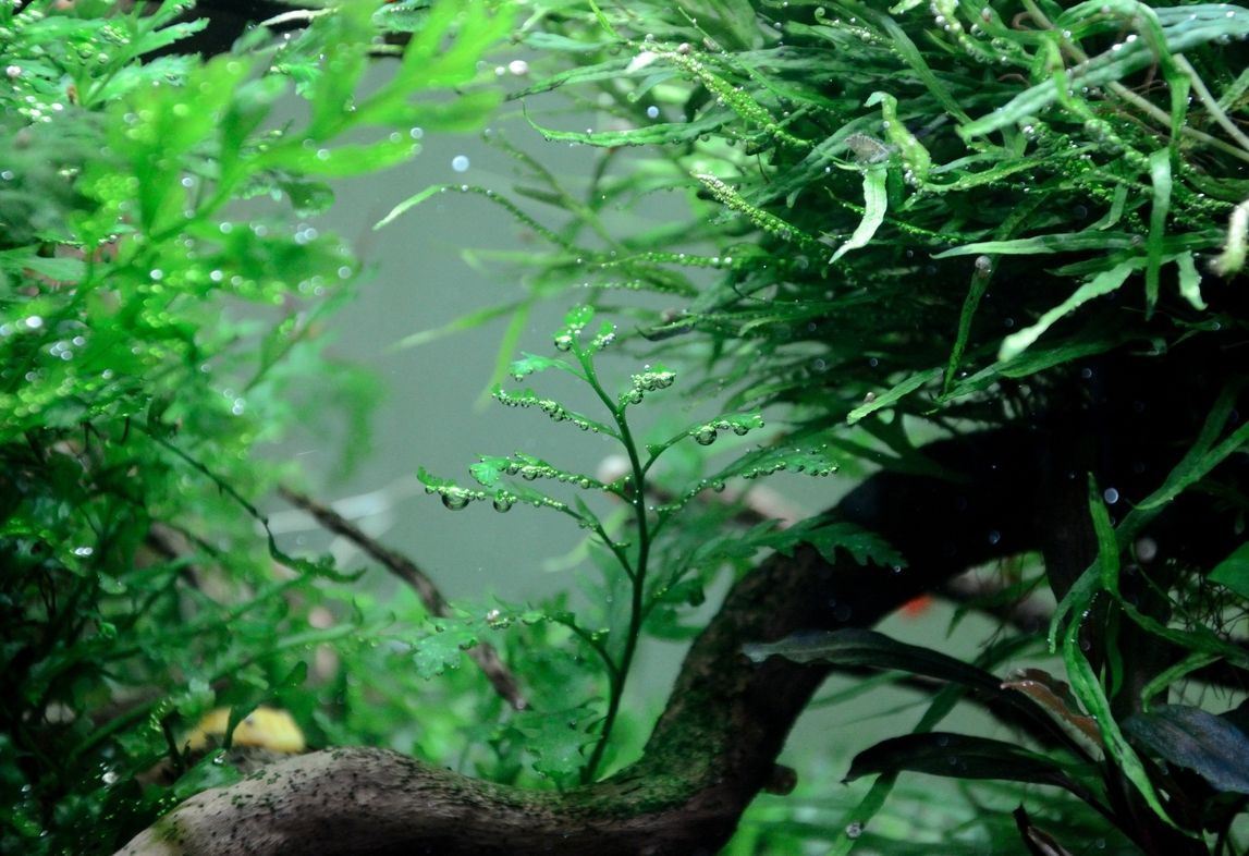 60缸小景