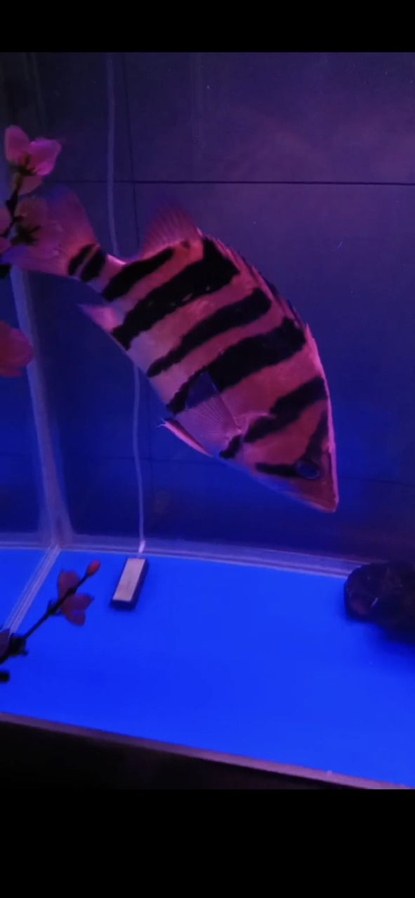 幫朋友賣虎魚