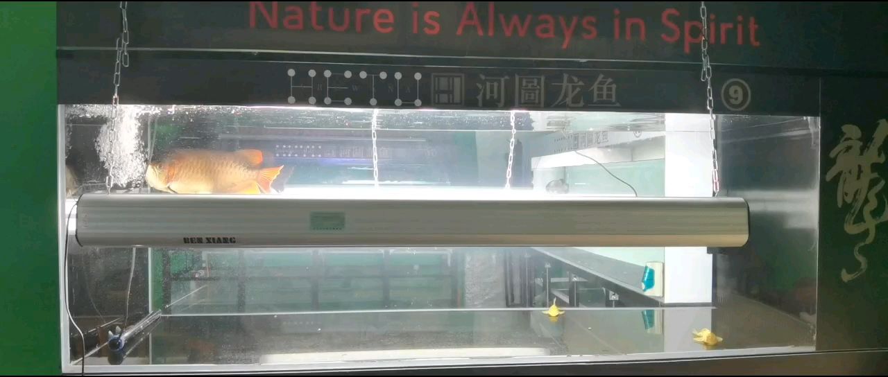 上側燈最好就是透缸