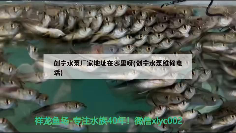 創寧水泵廠家地址在哪里呀(創寧水泵維修電話)