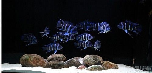 蝴蝶鯉養(yǎng)幾條最旺財（關于蝴蝶鯉養(yǎng)殖最旺財?shù)膯栴}，結合風水學說和實際養(yǎng)殖經(jīng)驗）