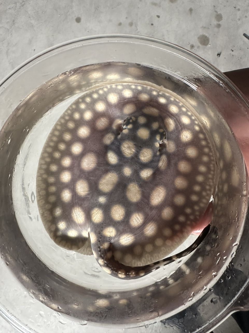 滿月小魚