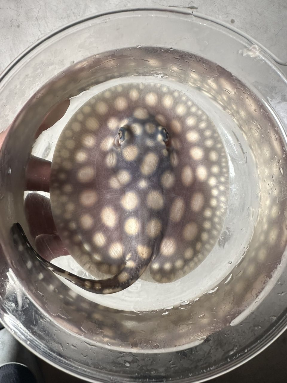 滿月小魚