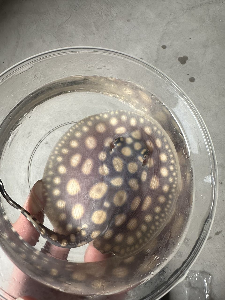 滿月小魚