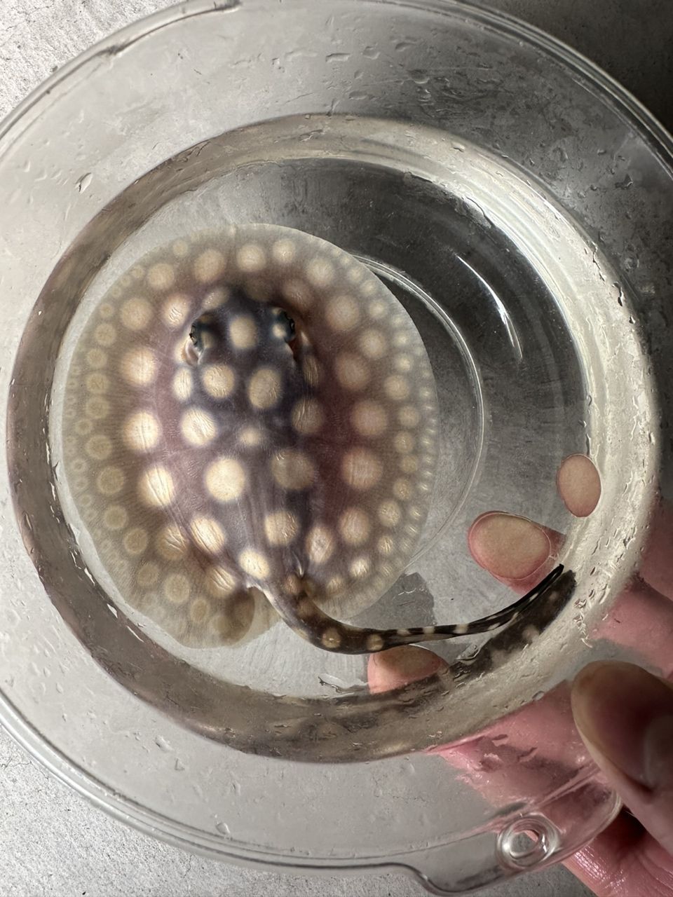 滿月小魚