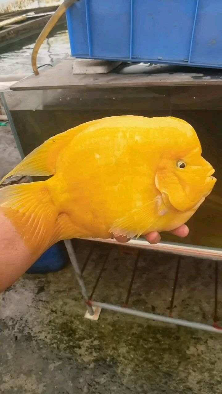 金剛鸚鵡魚