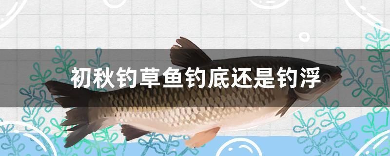 黃金貓魚怎么養活的視頻（黃金貓魚怎么養活的視頻教程）