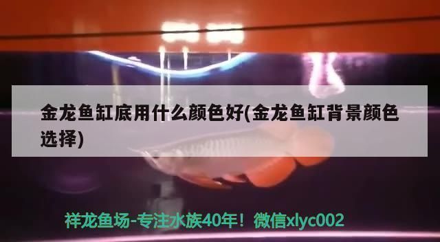 過背金龍魚用什么顏色背景