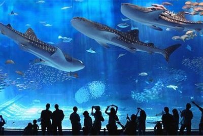 世界著名水族館（世界著名水族館介紹）