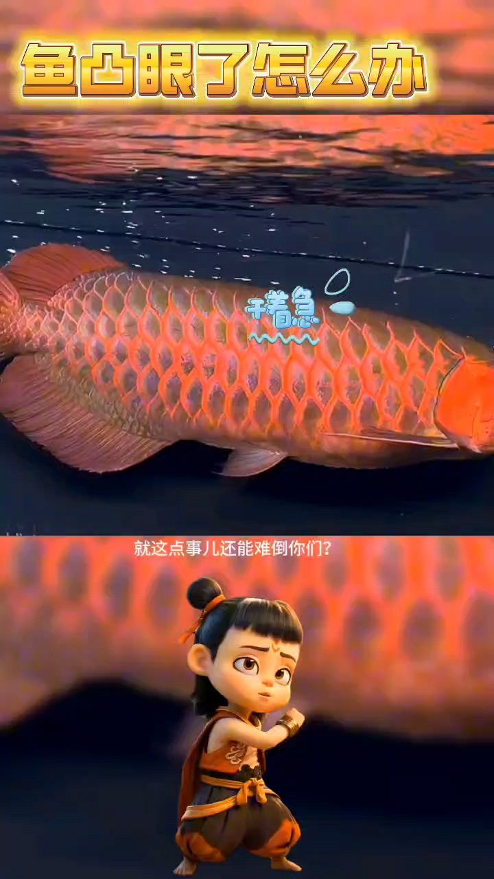 龍魚凸眼怎么辦
