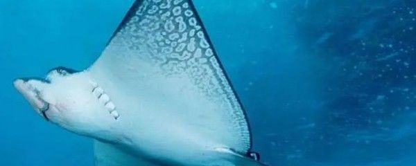 魟魚(yú)怎么吃東西：魟魚(yú)怎么吃東西，魟魚(yú)的做法