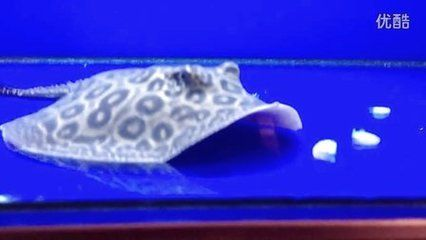 魟魚(yú)怎么吃東西：魟魚(yú)怎么吃東西，魟魚(yú)的做法