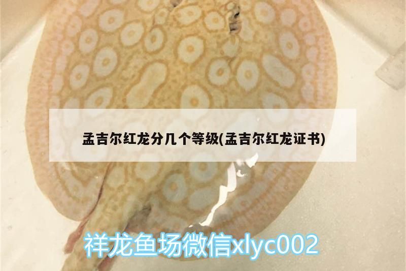 孟吉爾紅龍分幾個等級(孟吉爾紅龍證書)