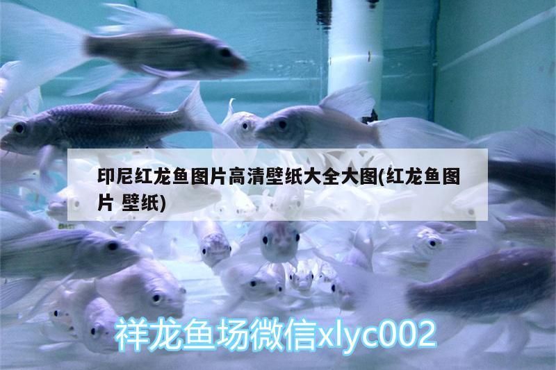 印尼紅龍魚圖片高清壁紙大全大圖(紅龍魚圖片壁紙)