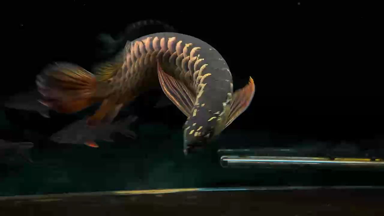 金質(zhì)好怎么看都順眼