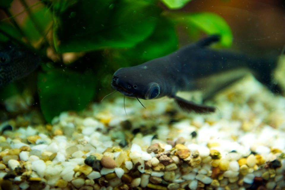 大眼睛的觀賞魚是什么魚類（大眼睛的觀賞魚是指那些眼睛相對較大的魚類）