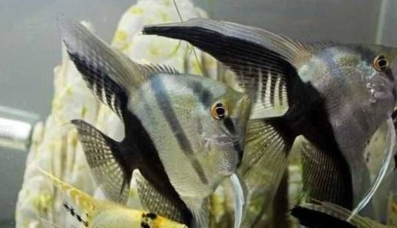 大眼睛的觀賞魚是什么魚類（大眼睛的觀賞魚是指那些眼睛相對較大的魚類）